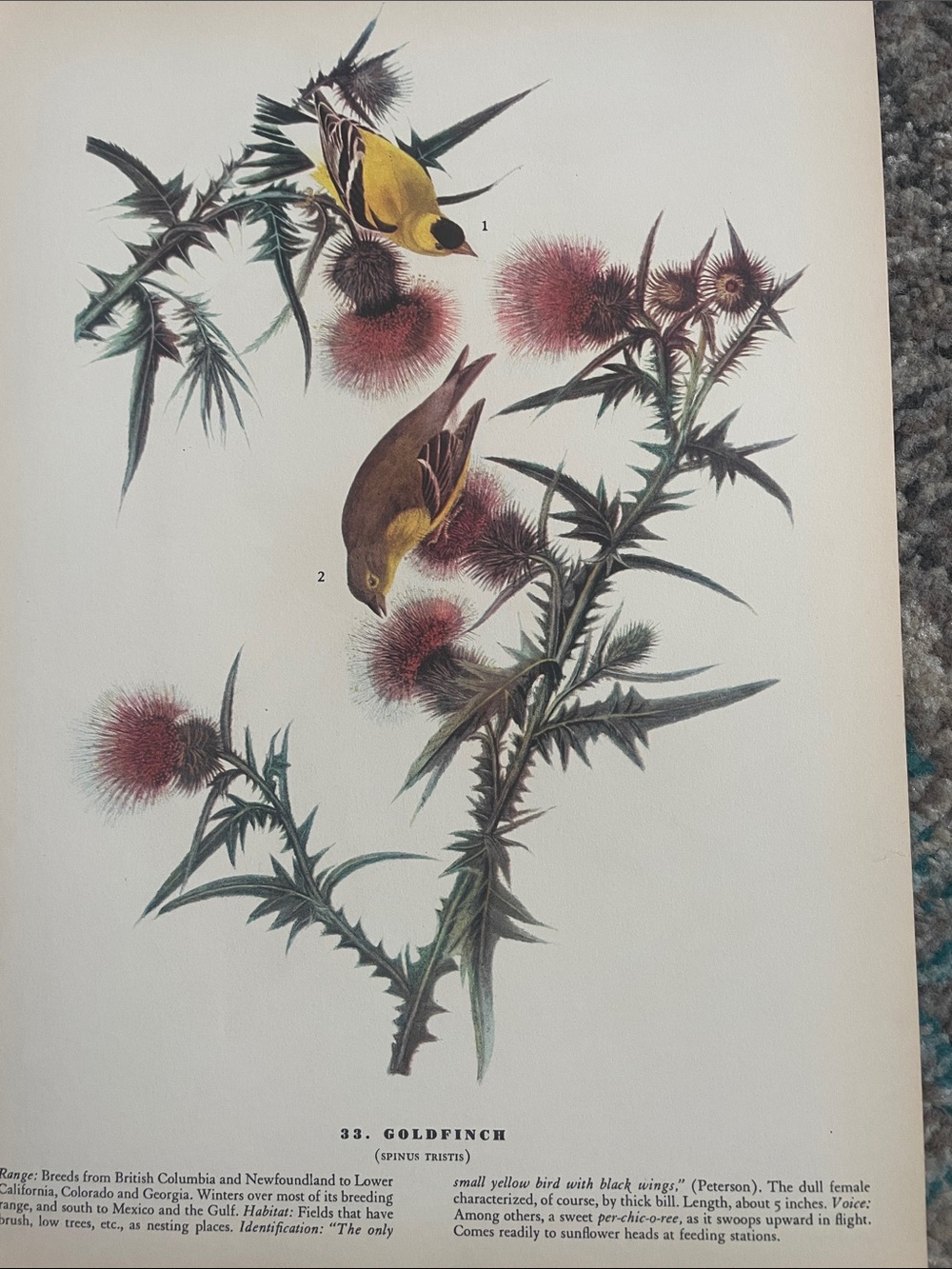 Antique Botanical Bird Print — Goldfinch Illustration in Yellow & Brown